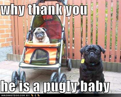 pug stroller